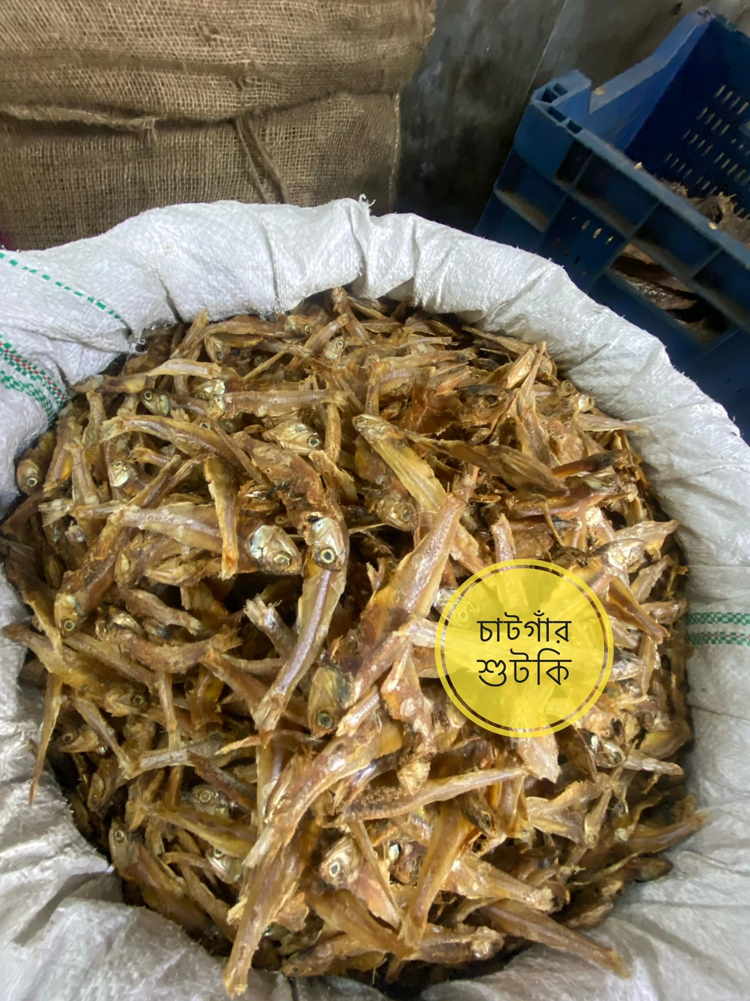mola shutki